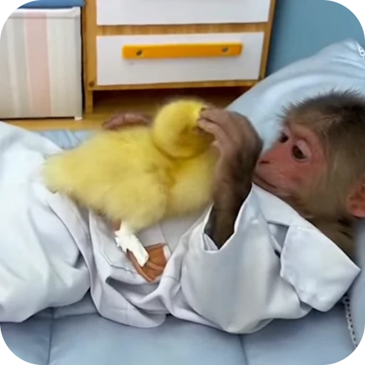 🌱 Стикер «монке» для Telegram