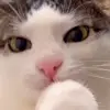 🐈 Эмодзи «Cats #cat #animal #cute #memes» для Telegram