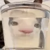 🐈 Эмодзи «Cats #cat #animal #cute #memes» для Telegram