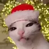 Стикерпак Cats #cat #animal #cute #memes для Telegram
