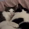 🐈 Эмодзи «Cats #cat #animal #cute #memes» для Telegram