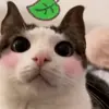 🐈 Эмодзи «Cats #cat #animal #cute #memes» для Telegram