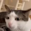 🐈 Эмодзи «Cats #cat #animal #cute #memes» для Telegram
