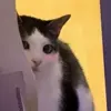 🐈 Эмодзи «Cats #cat #animal #cute #memes» для Telegram
