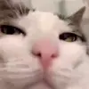 🐈 Эмодзи «Cats #cat #animal #cute #memes» для Telegram