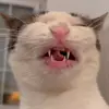 🐈 Эмодзи «Cats #cat #animal #cute #memes» для Telegram