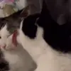 🐈 Эмодзи «Cats #cat #animal #cute #memes» для Telegram