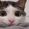 🐈 Эмодзи «Cats #cat #animal #cute #memes» для Telegram