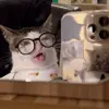 🐈 Эмодзи «Cats #cat #animal #cute #memes» для Telegram