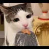 🐈 Эмодзи «Cats #cat #animal #cute #memes» для Telegram