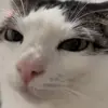 🐈 Эмодзи «Cats #cat #animal #cute #memes» для Telegram