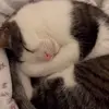 🐈 Эмодзи «Cats #cat #animal #cute #memes» для Telegram