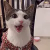 🐈 Эмодзи «Cats #cat #animal #cute #memes» для Telegram
