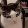 🐈 Эмодзи «Cats #cat #animal #cute #memes» для Telegram