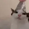 🐈 Эмодзи «Cats #cat #animal #cute #memes» для Telegram