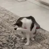 🐈 Эмодзи «Cats #cat #animal #cute #memes» для Telegram