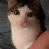 🐈 Эмодзи «Cats #cat #animal #cute #memes» для Telegram