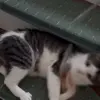 🐈 Эмодзи «Cats #cat #animal #cute #memes» для Telegram