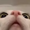 🐈 Эмодзи «Cats #cat #animal #cute #memes» для Telegram