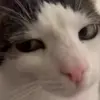 🐈 Эмодзи «Cats #cat #animal #cute #memes» для Telegram