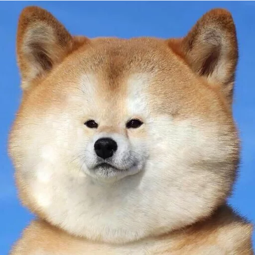 😏 Стикер «JiBotnbie (животные)» для Telegram