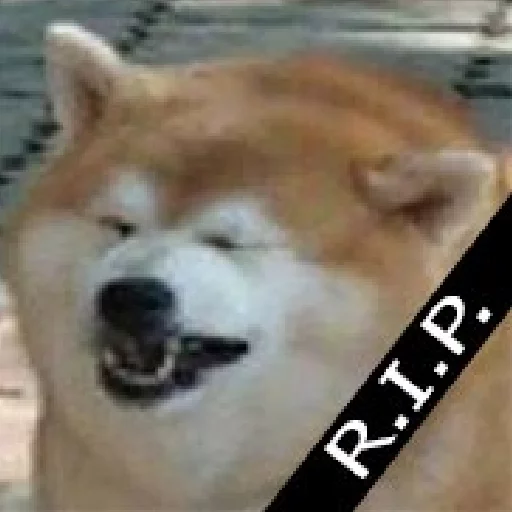 😢 Стикер «JiBotnbie (животные)» для Telegram