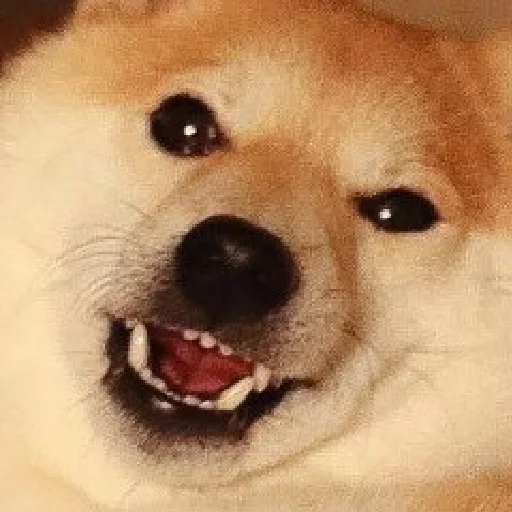 😊 Стикер «JiBotnbie (животные)» для Telegram