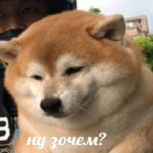 ❓ Стикер «JiBotnbie (животные)» для Telegram