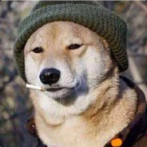 🚬 Стикер «JiBotnbie (животные)» для Telegram