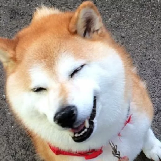 😃 Стикер «JiBotnbie (животные)» для Telegram