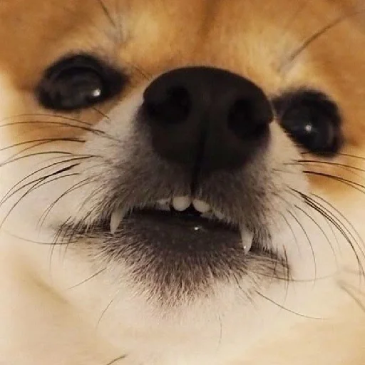 😆 Стикер «JiBotnbie (животные)» для Telegram