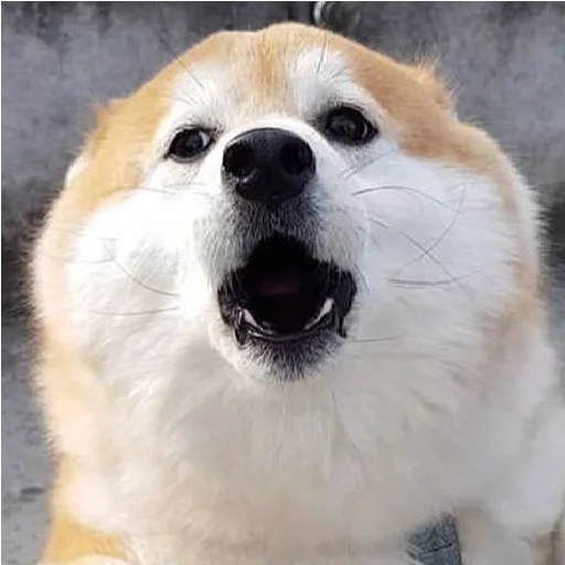 😞 Стикер «JiBotnbie (животные)» для Telegram