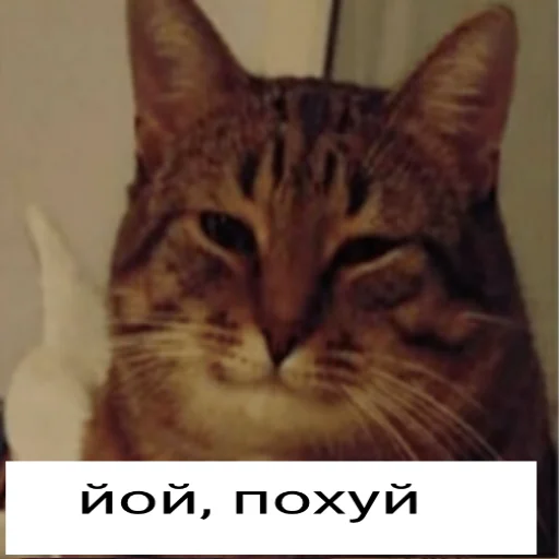 😎 Стикер «йой, най буде» для Telegram