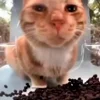 👀 Эмодзи «Mrfresh» для Telegram