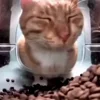 🙃 Эмодзи «Mrfresh» для Telegram