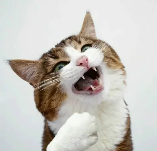 Стикерпак Just Cats для Telegram — скачать
