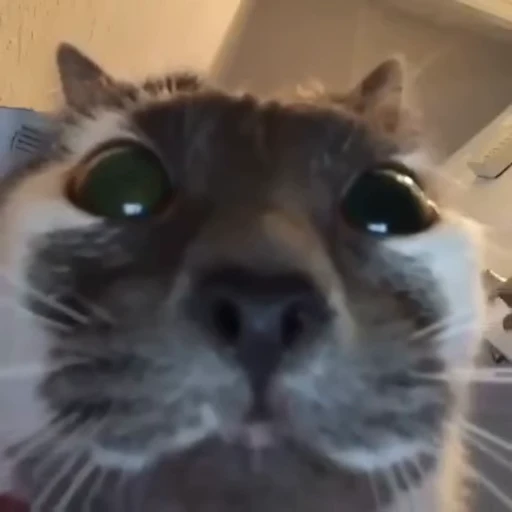 🐈 Стикер «котятки» для Telegram