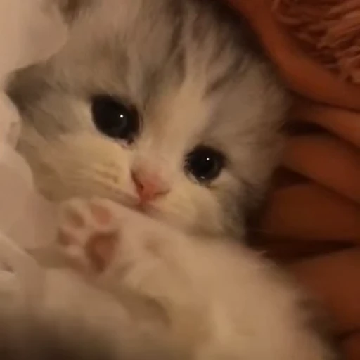 🐈 Стикер «котятки» для Telegram