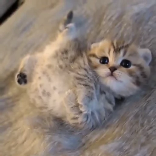 🐈 Стикер «котятки» для Telegram