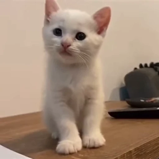 🐈 Стикер «котятки» для Telegram