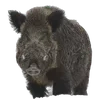 🐗 Эмодзи «Кабанчики» для Telegram