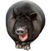 🐗 Эмодзи «Кабанчики» для Telegram
