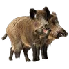 🐗 Эмодзи «Кабанчики» для Telegram