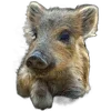 🐗 Эмодзи «Кабанчики» для Telegram