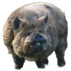 🐗 Эмодзи «Кабанчики» для Telegram