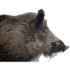 🐗 Эмодзи «Кабанчики» для Telegram