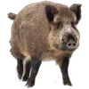 🐗 Эмодзи «Кабанчики» для Telegram