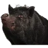 🐗 Эмодзи «Кабанчики» для Telegram