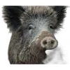 🐗 Эмодзи «Кабанчики» для Telegram