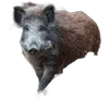 🐗 Эмодзи «Кабанчики» для Telegram
